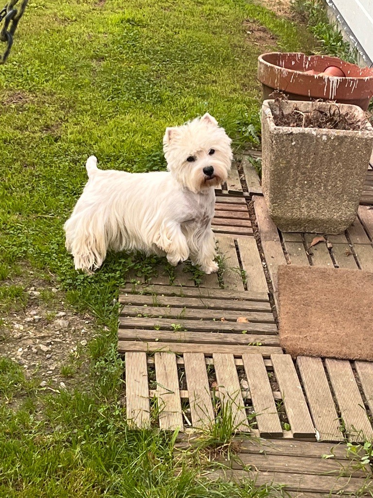 Scarlett du chalet de candresse