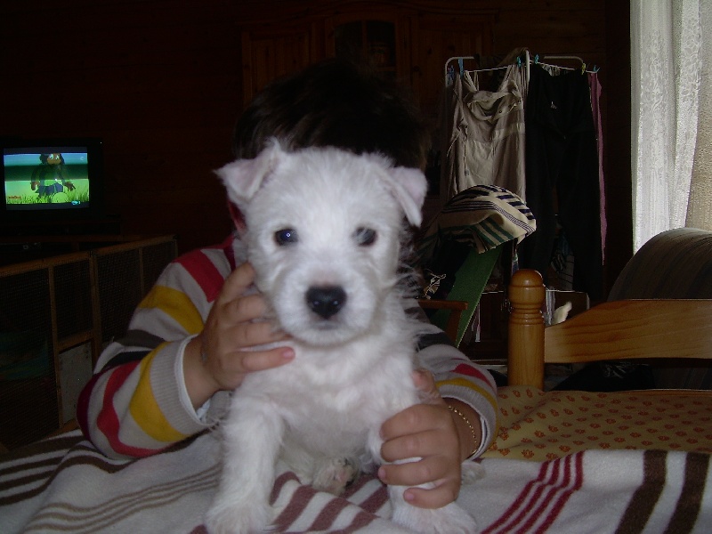 Gavroche du chalet de candresse