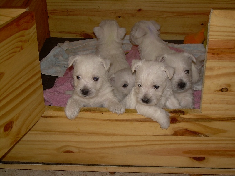 du chalet de candresse - West Highland White Terrier - Portée née le 28/10/2009